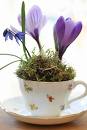 crocus cup.jpg