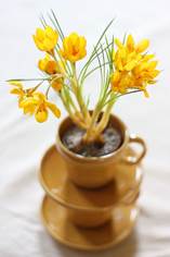 golden crocus.jpg